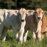 اصطلاحات مرتبط با حیوانات مزرعه در زبان فرانسه